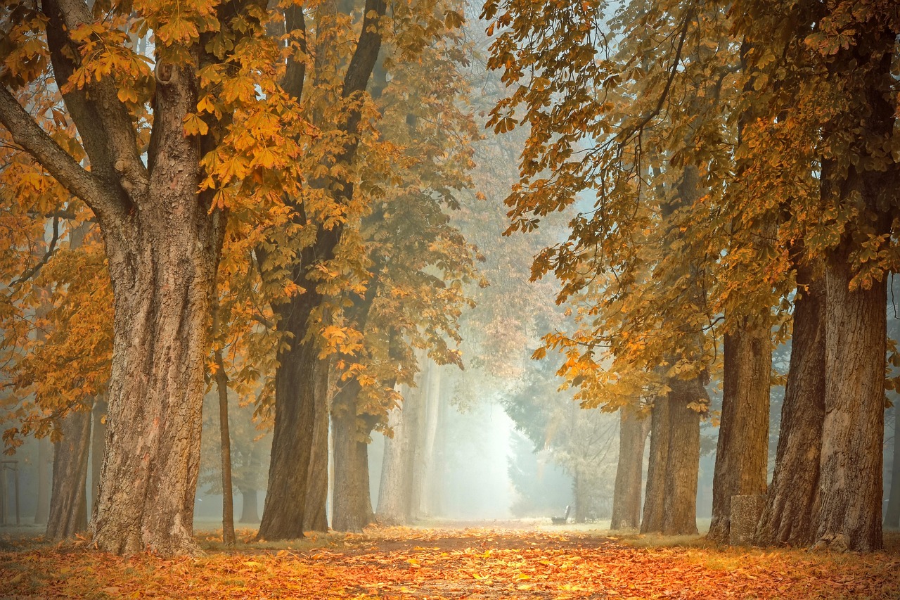 Gezellige herfsttafel met pompoenen en bladeren.