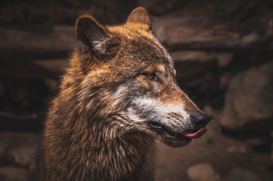 Mystieke wolf omringd door herfstbladeren. Mystieke wolf omringd door herfstbladeren.